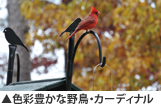 色彩豊かな野鳥・カーディナル